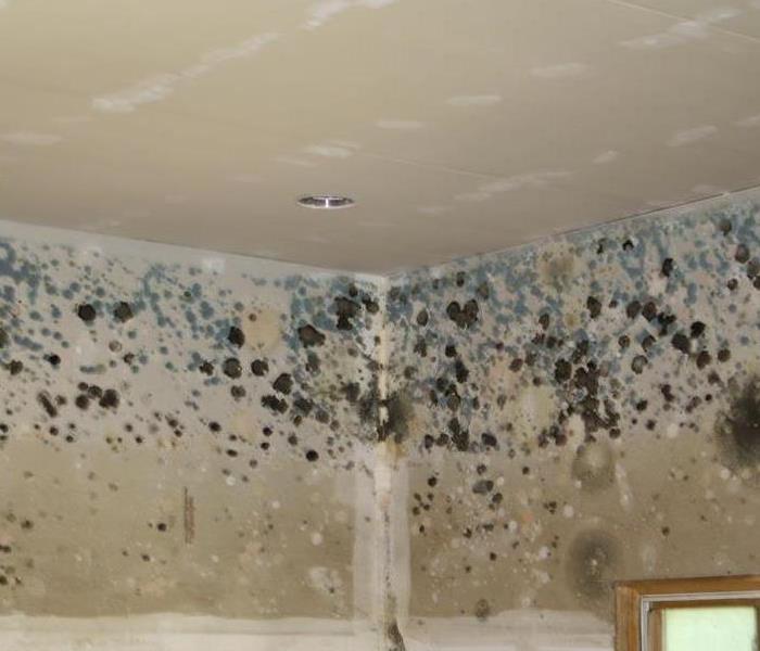 A corner of a room shows extensive black mold growth covering the walls and ceiling, indicating severe water damage and moisture problems that require professional remediation.