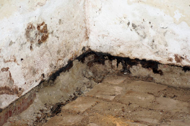 Mold and moisture on the house wall