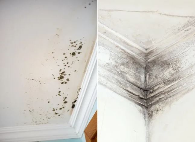 Two images show different types of mold growth on interior walls - black spots scattered across a white ceiling corner on the left, and dark streaking mold along white crown molding in a room corner on the right.